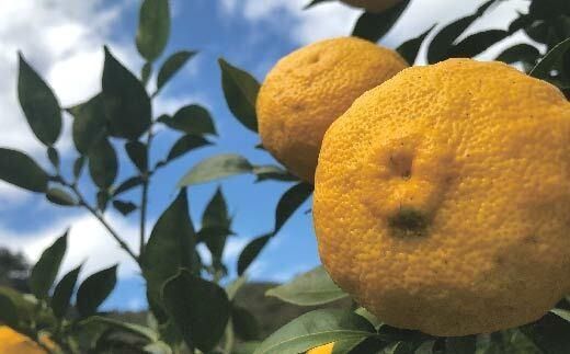 ゆず 約 1.5kg 9～14個 高知県産 四万十市産 贈答用 ギフト 【 早期受付 数量限定 】先行 予約 柚子 ユズ 柑橘 フルーツ 果物 高知県 高知 四万十市 四万十 しまんと【 2025年 12月中旬～ 2026年 1月下旬発送】25-1008