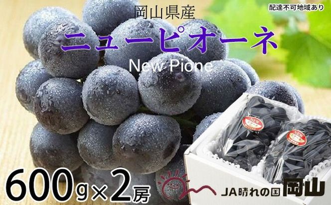 ぶどう 2026年 先行予約 ニュー ピオーネ 約600g×2房 6月下旬～7月下旬発送 ブドウ 葡萄 岡山県産 国産 フルーツ 果物 ギフト 果物類 種なし デザート 食後 おやつ 産地直送