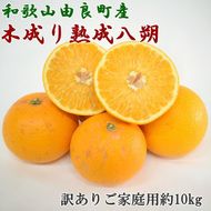 【産直】和歌山由良町産の木成り熟成八朔 訳ありご家庭用 約10kg（サイズ混合）◇ | 和歌山 産地直送 みかん 柑橘 フルーツ 　※2026年3月中旬～2026年4月中旬頃に順次発送予定