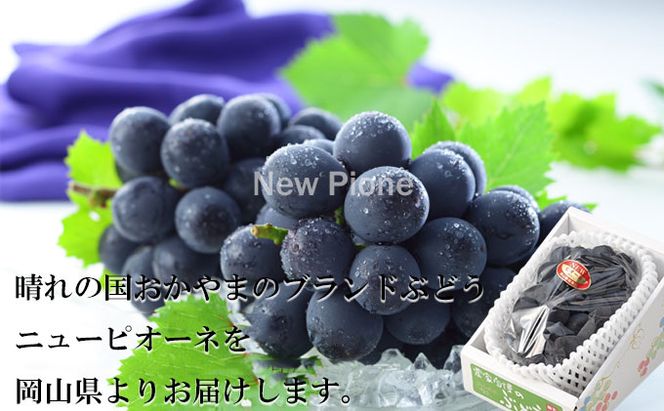 ぶどう 2026年 先行予約 ニュー ピオーネ 約700g×1房 ブドウ 葡萄  岡山県産 国産 フルーツ 果物 ギフト 果物類 