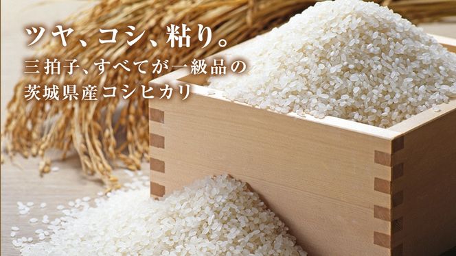 【 選べる 精米 無洗米 / 単品 定期便 】 こしひかり 10kg（5kg×2）令和7年産 茨城県 国産 お米 米 コメ 白米 ライス ご飯 おいしい コシヒカリ ごはん 新生活 プレゼント 新生活応援 必要なもの 便利 おすすめ 消耗品 一人暮らし 二人暮らし 必要