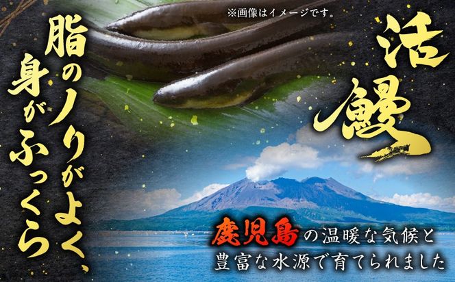 ＜容量選べる＞職人が丁寧に仕上げる本格炭火焼　鹿児島県産うなぎの蒲焼き   K282-001_SKU