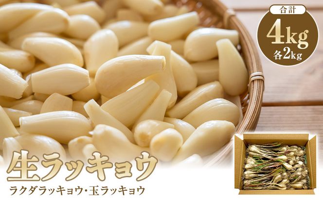 326.生ラッキョウ　計4kg（ラクダラッキョウ×2kg　玉ラッキョウ×2kg）　※2026年5月下旬～7月上旬頃に順次発送予定 313726_AP002