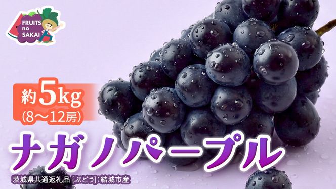 ナガノパープル 5kg （8～12房）【2026年9月より発送開始】（茨城県共通返礼品 [ぶどう]：結城市産） 葡萄 黒ぶどう 旬 お取り寄せ フルーツ 希少品種 デザート