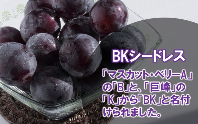 テレビで紹介されました！【先行予約】【令和8年発送】農家直送！ 新鮮！ 朝づみぶどう BKシードレス 種なし 約1kg 約1.5kg 約2kg フルーツ 果物 贈答 大分県産 採れたて_2657R