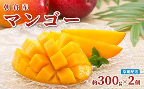 マンゴー 朝倉産 約300g×2個 配送不可 離島 果物 フルーツ 完熟 
