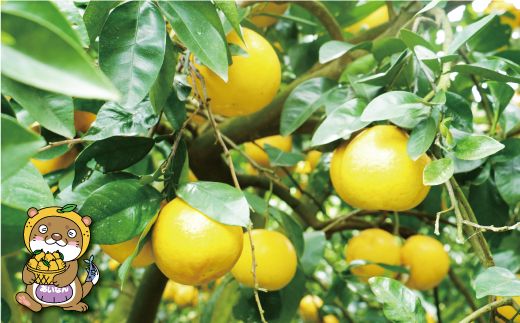 訳あり 河内晩柑 8kg 7000円 みかん かわちばんかん 愛南ゴールド あいなん ゴールド 美生柑 文旦 グレープフルーツ 和製 家庭用 産地直送 国産 農家直送 期間限定 数量限定 ビタミン 特産品 ゼリー ジュース 人気 限定 さわやか 甘い フルーツ 果物 柑橘 蜜柑 規格外 愛媛県 愛南町 塚岡農園