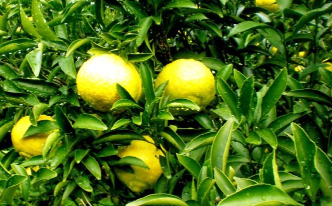 爽やかに甘い！ 糸島産 「はるか」 ジャンボサイズ 約5kg（3L-4Lサイズミックス）糸島市 / 二丈赤米産直センター[ABB031]