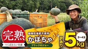 【 訳アリ 】完熟かぼちゃ ブラックのジョー 5kg（3～4玉） かぼちゃ 生かぼちゃ ほくほく ねっとり 甘い 国産 茨城県産 訳アリ お取り寄せ 野菜 国産 ［FA19-NT］