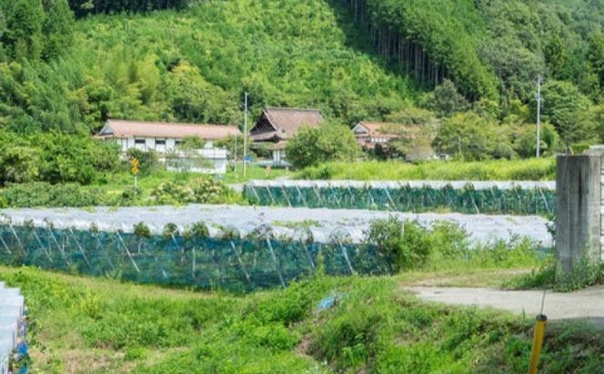 ぶどう 悟紅玉 旧ゴルビー 2房 合計1.0kg以上 産地直送 朝採れ ぶどう 葡萄 岡山 Kawahara Green Farm 岡山県産 2026年 
