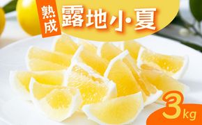 【2026年5月より発送】 熟成 露地小夏 3kg | 柑橘 フルーツ 果物 期間限定 旬の果物 ご家庭用 生産者 農家 直送 高知県 室戸市