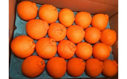 紀州有田産不知火(しらぬひ) 約5kg　※2027年2月中旬頃〜2027年3月中旬頃 発送【uot709A】
