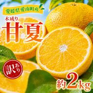 訳あり 甘夏 2kg +傷み補償分1割程度増量 柑橘 かんきつ 蜜柑 愛媛 みかん 温州 みかん あまなつ 国産 こくさん mikan 果物 くだもの フルーツ デザート ジュース 果実 果肉 果汁 甘い ジューシー おいしい 濃厚 産地 直送 産直 特産品 河内晩柑 愛媛県 愛南町 愛南町青果市場 