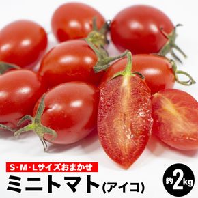ミニトマトアイコ(松トマト）約2kg（S・M・Lサイズおまかせ）◇ 