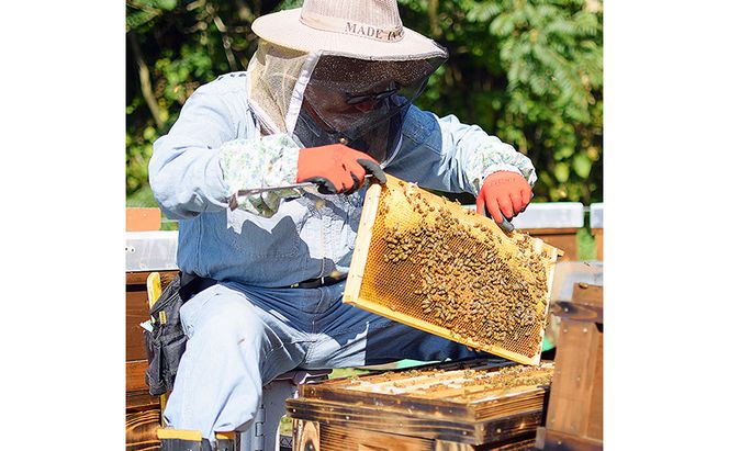 はちみつ 志賀高原BUNBUN りんご蜜300g ハチミツ 蜂蜜 山ノ内町
