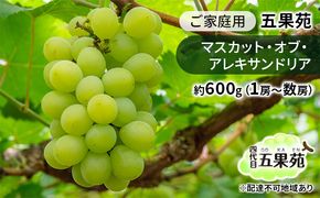ぶどう 2026年 先行予約 ご家庭用 マスカット・オブ・アレキサンドリア 約600g（1房～数房） ぶどう フルーツ 果物 岡山 五果苑 