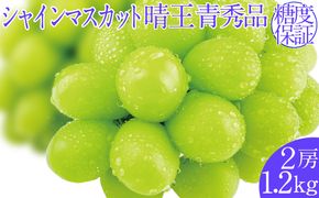 2026年予約受付中 シャインマスカット 晴王 7月～8月出荷 2房 約1.2kg  人気 岡山県産 種無し 皮ごと食べる みずみずしい  フレッシュ 晴れの国 おかやま 果物大国 ハレノフルーツ