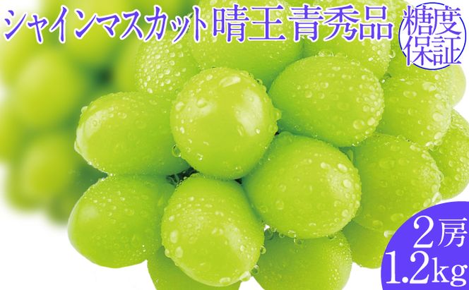 2026年予約受付中 シャインマスカット 晴王 7月～8月出荷 2房 約1.2kg  人気 岡山県産 種無し 皮ごと食べる みずみずしい  フレッシュ 晴れの国 おかやま 果物大国 ハレノフルーツ