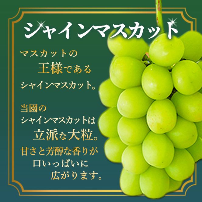 シャインマスカット 先行予約 約2kg 3～4房 果物 フルーツ ぶどう 大粒 甘い 完熟