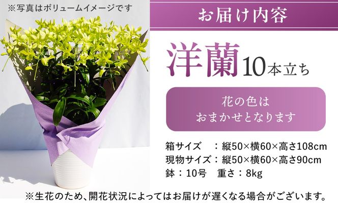 【 10セット 限定 】 デンファレ （ 洋蘭 ） 10本 立ち 《糸島》【和饗エコファーム株式会社】 蘭 洋蘭 デンファレ 花 インテリア お祝い 贈り物 [AVI001]
