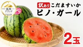 【 訳あり 】 こだますいか 「 ピノ・ガール 」 2玉 2026年産 先行予約 筑西ブランド こだまスイカ 小玉スイカ すいか スイカ フルーツ 果物 [AF081ci]