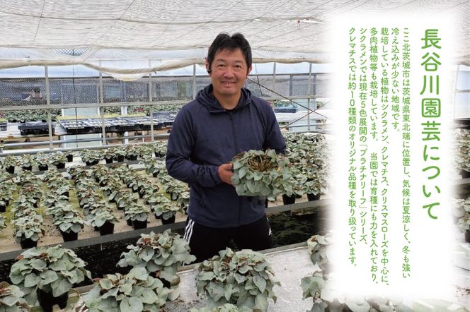 【先行予約】【長谷川園芸】オリジナル品種 シクラメン プラチナリーフ ５寸 ワインレッド 【冬のギフト  フラワーギフト クリスマス 鉢花】(AT103)