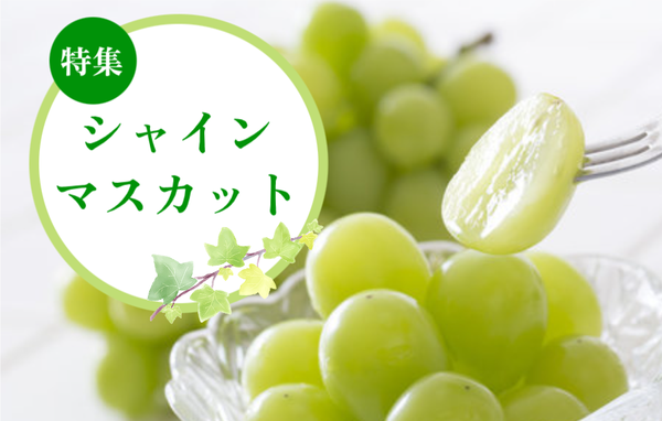 シャインマスカット特集