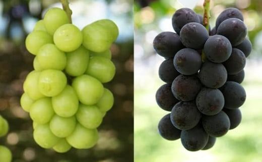 シャインマスカットと旬のぶどう 詰め合わせ 各1房 約900g［小布施屋］ 食べ比べ 果物 詰合せ セット フルーツ ぶどう 詰合せ 数量限定 長野県産 信州産 2種 くだもの フルーツセット おまかせ ブドウ 2025 先行予約 令和7年産 【2025年9月中旬～10月下旬発送】 ［A-229］