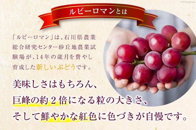 【期間限定発送】 超高級 ぶどう ルビーロマン 1房 約500g 化粧箱入 [モアショップヤマモト 石川県 宝達志水町 38601385] ブドウ 葡萄 果物 くだもの フルーツ 贈答品 美味しい 甘い