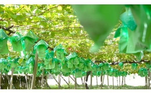 【2026年発送分 先行予約】【訳あり】徳用シャインマスカット(1.6～1.8kg) 　 訳アリ 訳あり品 シャイン マスカット ぶどう ブドウ 葡萄 徳用 家庭用 ご家庭用 旬 新鮮 くだもの 果物 フルーツ 山梨 やまなし 富士川町