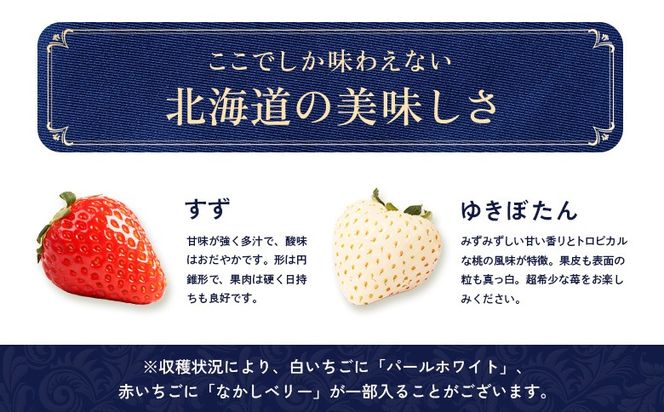 【12月以降、随時発送！】【北海道産】ゆきいちご（ゆきぼたん/すず）赤白MIX×2Pセット 250g×2 計500g 苺 白いちご 一季成りイチゴ 希少 ギフト お取り寄せ ふるさと納税 北海道 中標津【5900301】