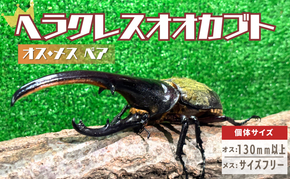 ヘラクレスオオカブト オス メス 成虫ペアセット 130mm以上