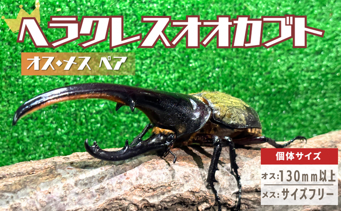 ヘラクレスオオカブト オス メス 成虫ペアセット 130mm以上