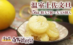 【先行予約】特選温室土佐文旦 特選秀品ご贈答用大箱 約5kg 大玉8個もしくは特大7個入り〈2026年12月上旬～12月下旬頃〉 / 高糖度 温室 文旦 ハウス文旦 大玉サイズ 柑橘 みかん フルーツ ぶんたん ブンタン 高知県 土佐市【白木果樹園】 [BQAI036]