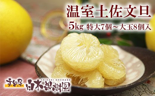 【先行予約】特選温室土佐文旦 特選秀品ご贈答用大箱 約5kg 大玉8個もしくは特大7個入り〈2026年12月上旬～12月下旬頃〉 / 高糖度 温室 文旦 ハウス文旦 大玉サイズ 柑橘 みかん フルーツ ぶんたん ブンタン 高知県 土佐市【白木果樹園】 [BQAI036]