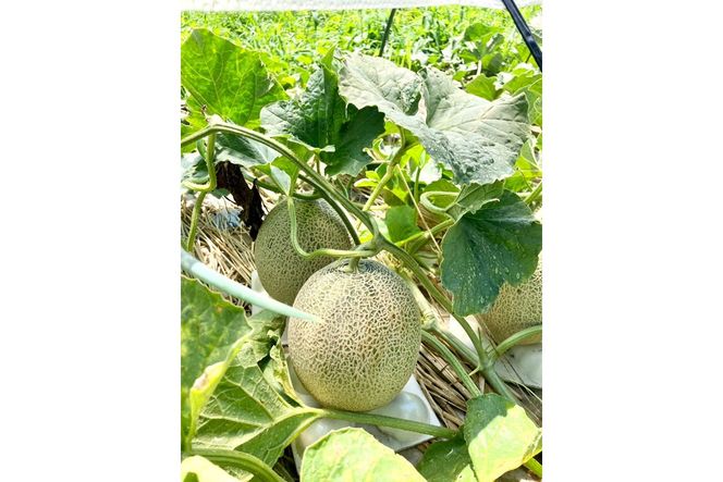 【ふるプレ限定品】【特別寄附額】【先行予約】京丹後・俵野産 砂丘メロン 2L以上 1玉（2026年7月下旬～発送）　IU00001P