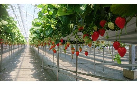 【先行予約】【２０２７年１月下旬～３月下旬に随時発送】 朝摘み　旬いちご 約300ｇ×4パック