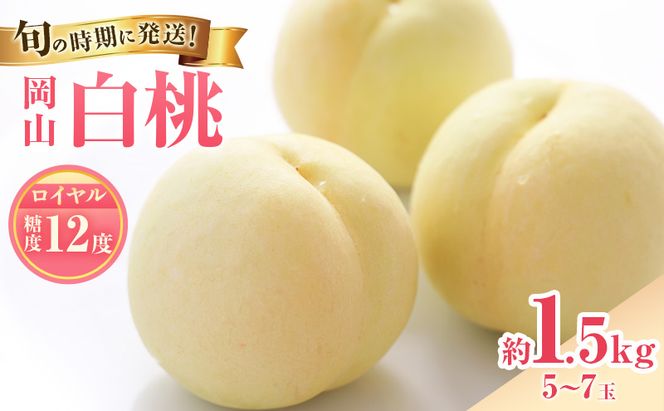 【2026年先行受付】 白桃 特秀 ロイヤル 中玉 約1.5kg(5～7玉)岡山県産 桃 もも モモ 御中元 ギフト 御礼 プレゼント 御礼 御祝 御供 果物 くだもの フルーツ