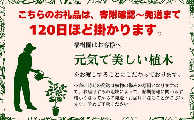 沖縄の観葉植物 人気のフィカス アルテシマ10号 シュエット鉢ポット