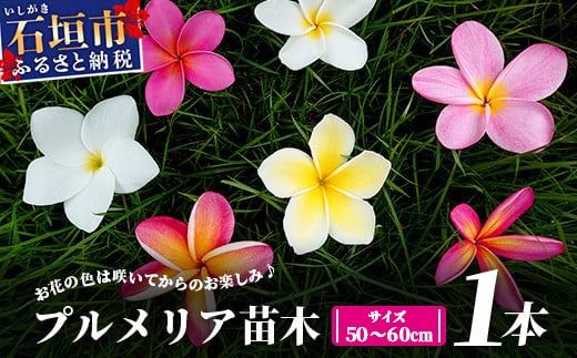 石垣島産 プルメリア苗木1本(50〜60cm) 【 石垣島 南国 植物 花
