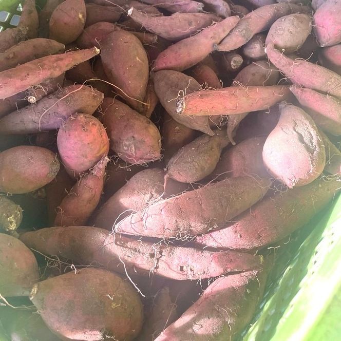 犬幸膳 1食分（200g）A5ランク黒毛和牛を使用したフレンチシェフ制作の最高級ドッグフード | ペットフード ドッグフード ペット おやつ 鹿沼市