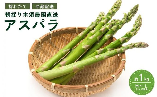 【 2025年 発送 】 先行予約 生産者 直送 グリーン アスパラ 約 1kg M-L サイズ 新鮮 朝採り 野菜 あすぱら 木須農園 北海道 伊達市