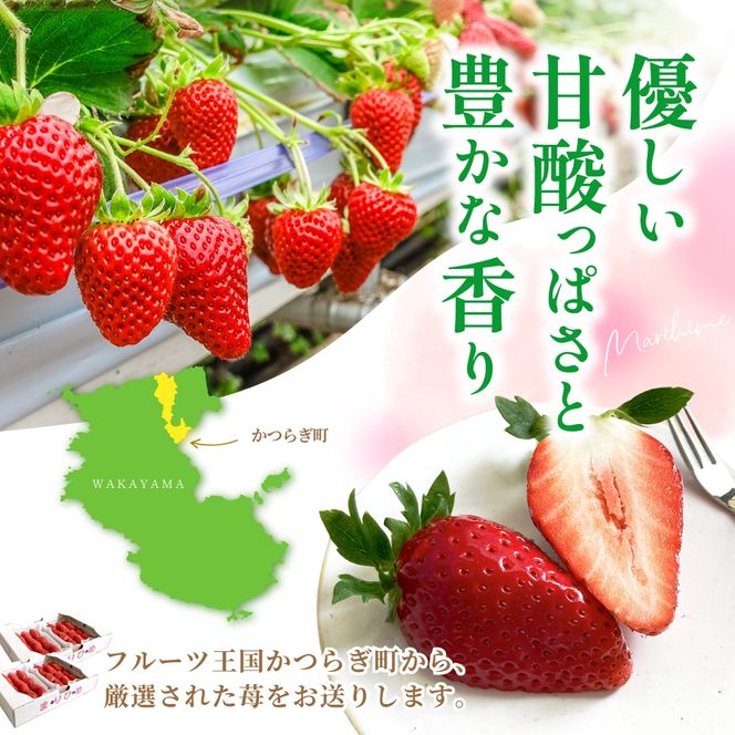 【先行予約】まりひめ いちご 12粒～15粒入り×4パック（1kg）2027年1月中旬頃～2027年3月下旬頃に順次発送予定（お届け日指定不可）/ いちご 苺 まりひめ 和歌山 フルーツ 果物 くだもの【kgr008B】