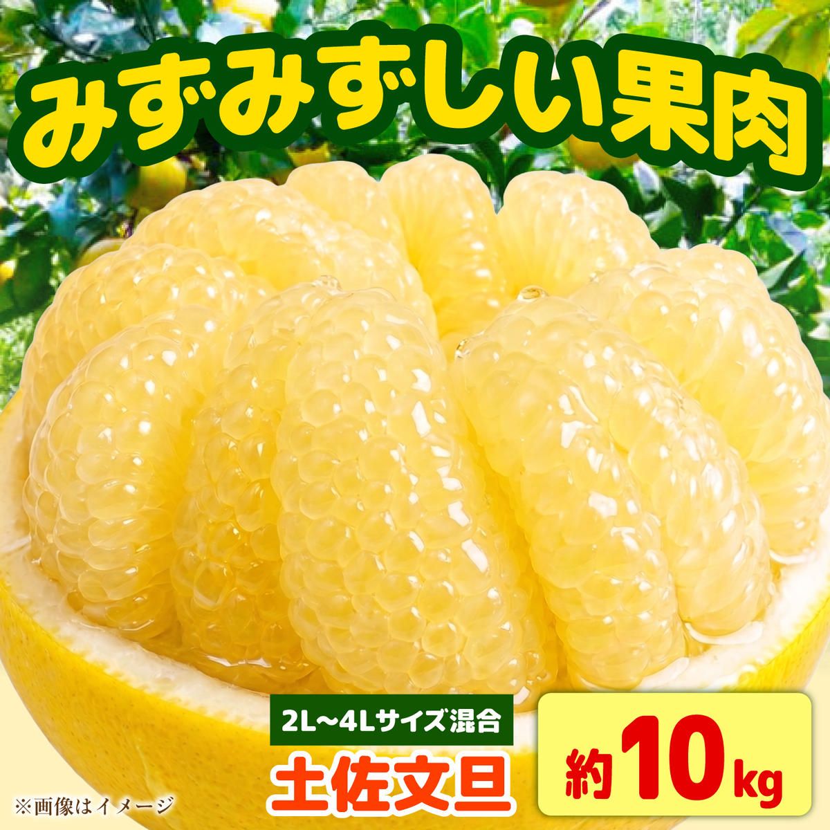 [先行予約]土佐文旦 大玉 家庭用 約10kg(2L〜4Lサイズ混合:16〜21玉) 数量限定 文旦 ぶんたん ブンタン 10キロ 柑橘 フルーツ 果物 ご当地 お取り寄せ 土佐 高知[2027年1月下旬から順次発送][玉木農園]