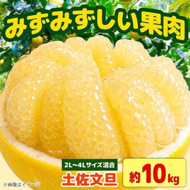 【先行予約】土佐文旦 大玉 家庭用 約10kg（2L～4Lサイズ混合：16～21玉)  数量限定 文旦 ぶんたん ブンタン 10キロ 柑橘 フルーツ 果物 ご当地 お取り寄せ 土佐 高知＜2027年1月中旬～順次発送＞【玉木農園】