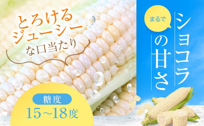 【2026年7月発送】富良野産 ホワイトコーン『ホワイトショコラ』BIG 2Lサイズ10本 とうもろこし
