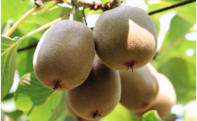 【先行予約】 和歌山下津産 キウイフルーツ 約3.6kg（玉数おまかせ・秀品）フルーツ