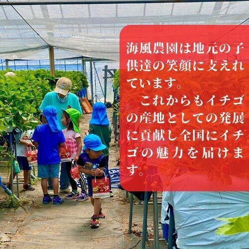 《限定2月発送》朝採り同日出荷 イチゴ　御前崎産かおり野　1kg(250g×4パック) 222232_BQ008