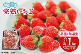 瞬間冷凍完熟いちご 500g×2袋｜いちご イチゴ 苺 冷凍イチゴ 冷凍いちご 冷凍 冷凍フルーツ 完熟 フルーツ 果物 くだもの デザート おやつ スムージー ジャム 数量限定(S-9-1)