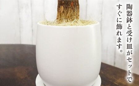 発財樹『 パキラ 』 money tree 糸島市 / cocoha 観葉植物 グリーン インテリア [AWB026] 発財樹 パキラ money tree 観葉植物 ギフト 植物 グリーン 鉢 室内